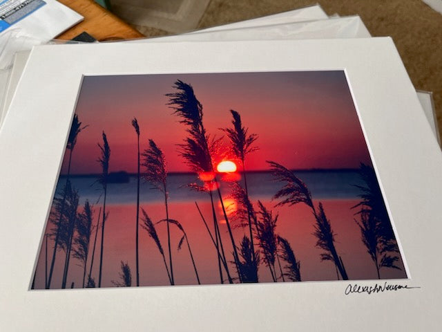 Matted Print 11" x 14" - Sun Rise Thru Sea Oats Outer Banks NC